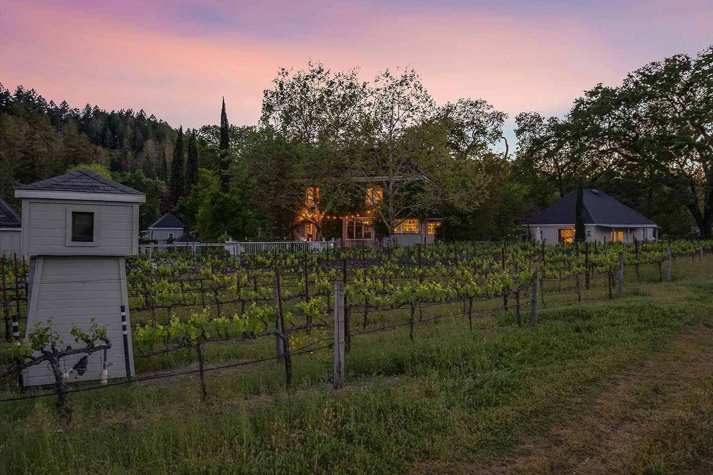 Chateau de Vie evening vineyard view