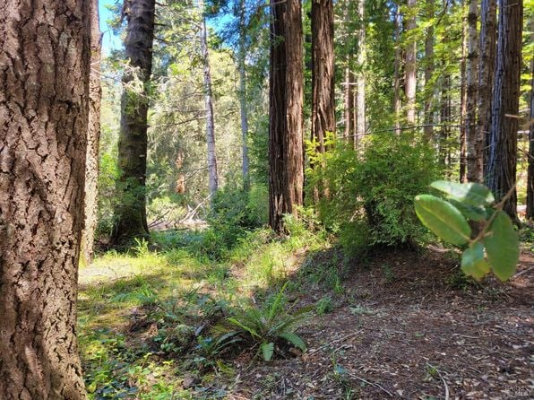 315 Chinquapin Lane - Photo 1