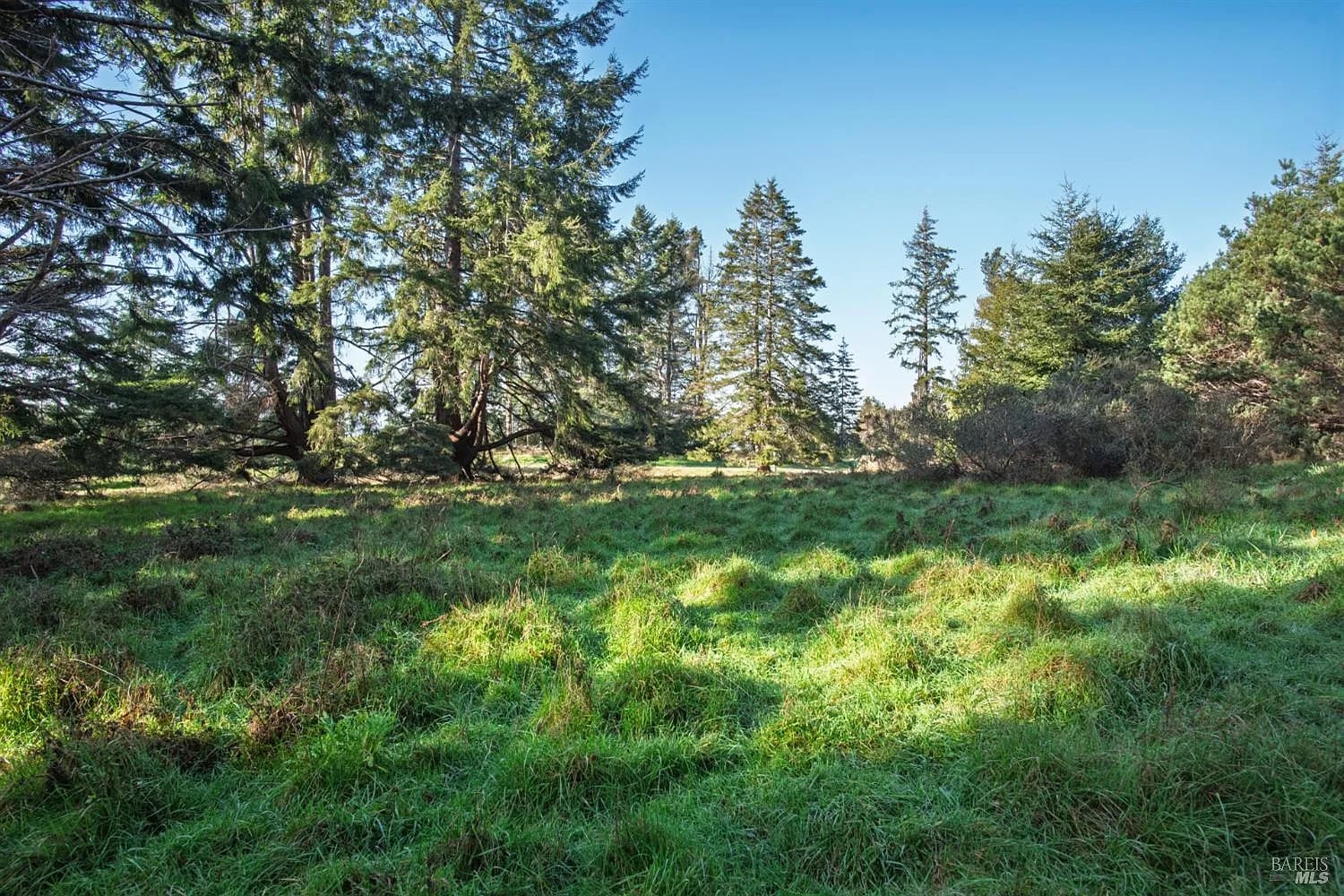 36231 Timber Ridge Road - Photo 1