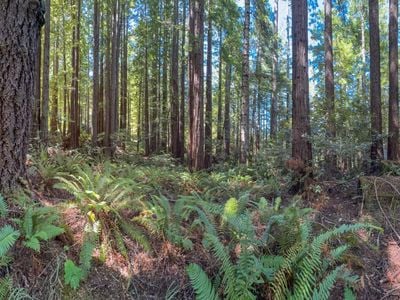 36505 Deep Woods Drive - Photo 1