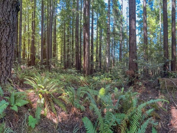 36505 Deep Woods Drive - Photo 1