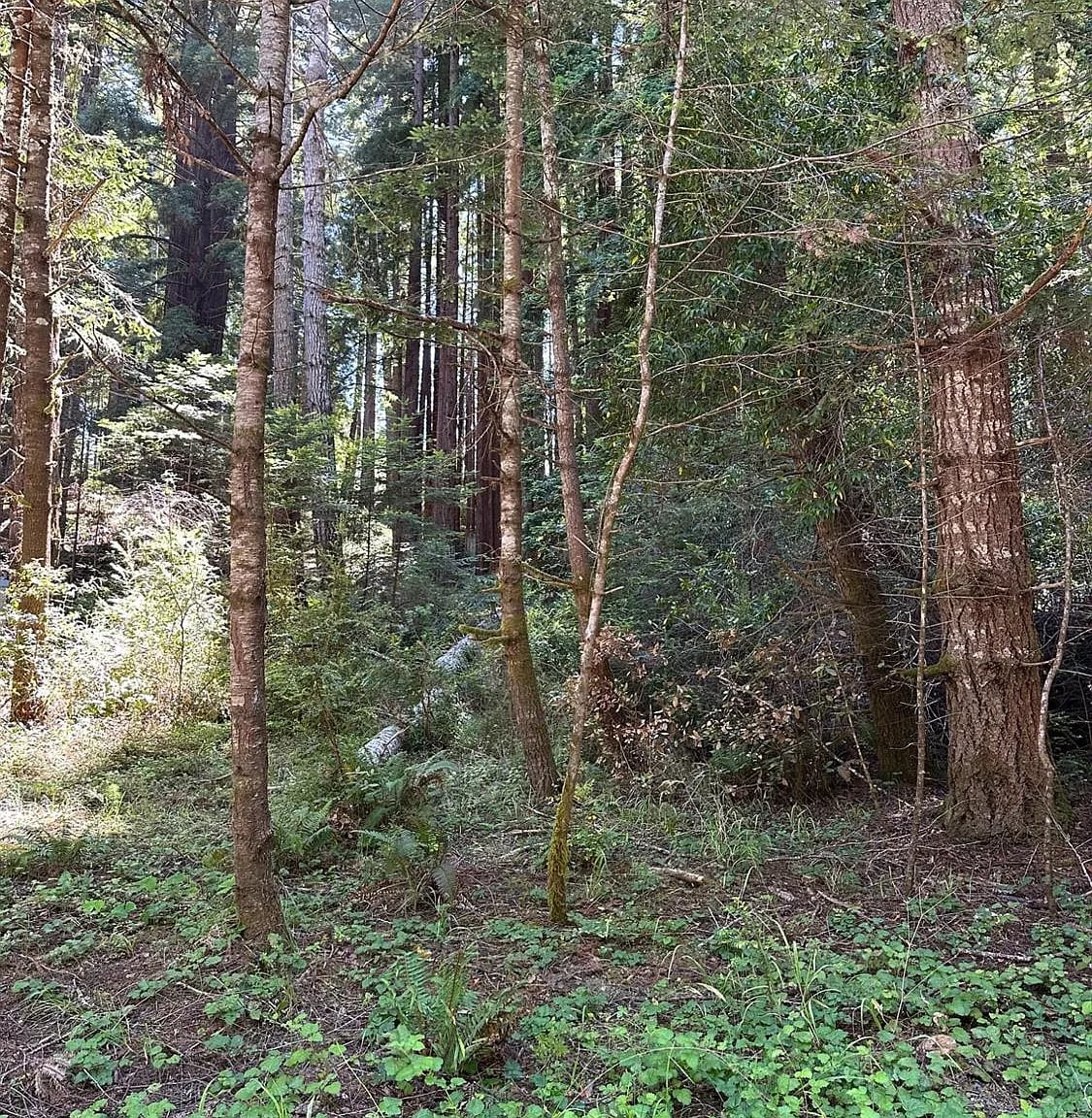 10181 Sorcerer Wood - Photo 1